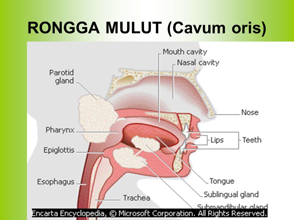 SISTEM PENCERNAAN PADA MANUSIA ppt download